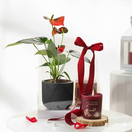 Anthurium Plant with Jasmine Candle-picture-11