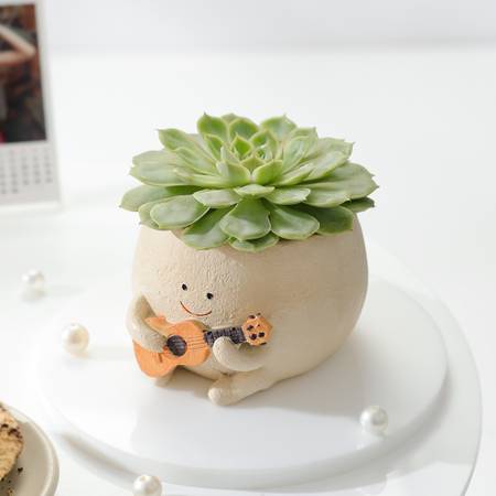 Echeveria Spica Succulent with Guitar Buddy Pot-picture-31
