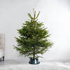 Gift 4 to 5 Feet Fresh Christmas Tree And Decorations