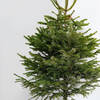 Buy 4 to 5 Feet Fresh Christmas Tree And Decorations