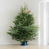 Gift 6 to 7 Feet Fresh Christmas Tree And Decorations