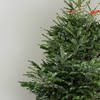 Buy 7 to 8 Feet Fresh Christmas Tree And Decorations