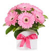 8 PINK GERBERAS IN A VASE Online