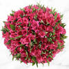 80 Alstroemeria Stems