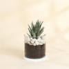 Gift Adorable Haworthia Succulent With Glass Planter