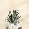 Buy Adorable Haworthia Succulent With Glass Planter