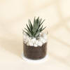 Adorable Haworthia Succulent With Glass Planter