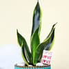 Gift Adorable Snake Superba Plant with Green Vase