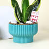 Buy Adorable Snake Superba Plant with Green Vase