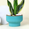 Gift Adorable Snake Superba Plant with Green Vase