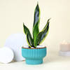 Adorable Snake Superba Plant with Green Vase Online