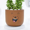 Buy Adorable Teddy Terracotta Planter And Jade Plant