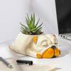 Buy Adorable Zebra Succulent Plant With Sleepy Pub Planter