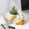 Adorable Zebra Succulent Plant With Sleepy Pub Planter