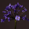 Agapanthus Intermedius | Atlantic Ocean (Bunch of 10) Online