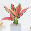 Gift Aglaonema Pink Beauty In Blossom Planter