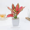 Shop Aglaonema Pink Beauty In Blossom Planter