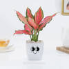 Aglaonema Pink Beauty In Blossom Planter