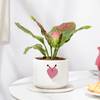 Gift Aglaonema Pink Beauty In Heart Knot Pot