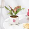 Buy Aglaonema Pink Beauty In Heart Knot Pot