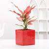 Gift Aglaonema Pink Plant With Red Planter