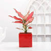 Aglaonema Pink Plant With Red Planter