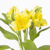 Alstroemeria Gold (Bunch of 10) Online