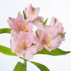 Alstroemeria Primadonna (Bunch of 10) Online