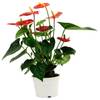 Anthurium Online