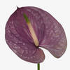 Anthurium Kaleo (per Stem) Online
