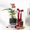 Anthurium Plant with Jasmine Candle