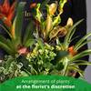 Arrangement of Plants Online