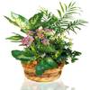 Arrangement of Plants Online