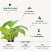 Buy Awesome Didi Money Plant With Mug Planter