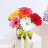 Beautiful Assorted Gerberas