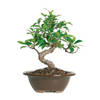 Beginner Ficus Indoor Bonsai Tree