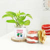 Gift Birthday Special Money Plant With Red Velvet Jar Cake