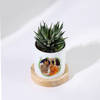 Shop Bloom With Happiness Haworthia Succulent With Personalized Planter