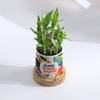 Shop Blooming Birthday Surprise Personalized 2-Layer Bamboo Plant With Pot