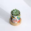 Buy Blooming Birthday Surprise Personalized Echeveria Succulent With Pot