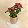 Gift Blooming Ixora Plant in a Metal Planter