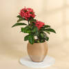 Blooming Ixora Plant in a Metal Planter Online