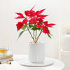 Buy Blooming Red Poinsettia And Ceramic Pot