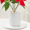 Shop Blooming Red Poinsettia And Ceramic Pot