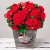 Blossomfire Red Begonia Christmas Bouquet