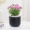 Blossoming Chrysanthemum And Midnight Clay Pot
