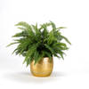 Boston Ferns (Bunch of 80) Online