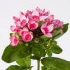 Bouvardia Major Hot Pink (Bunch of 10) Online