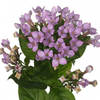 Bouvardia Royal Naomi (Bunch of 10) Online