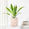 Gift Bright Dracaena Planter Gift